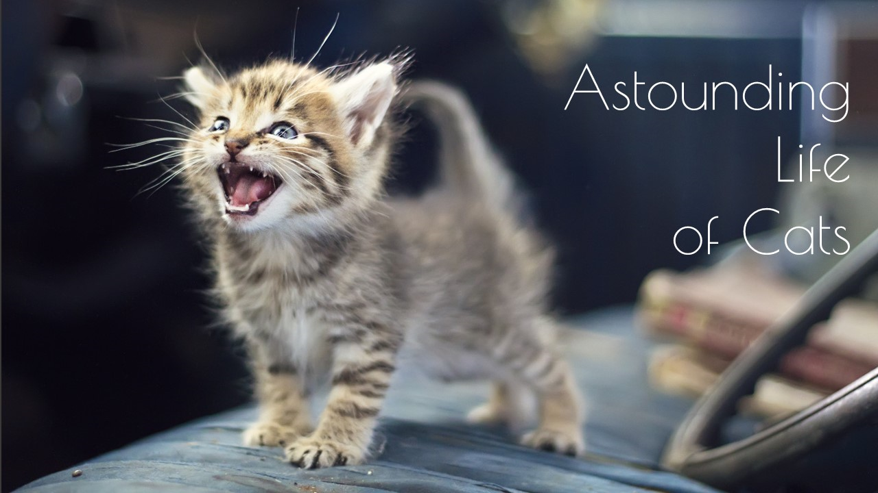 Astounding life of cats