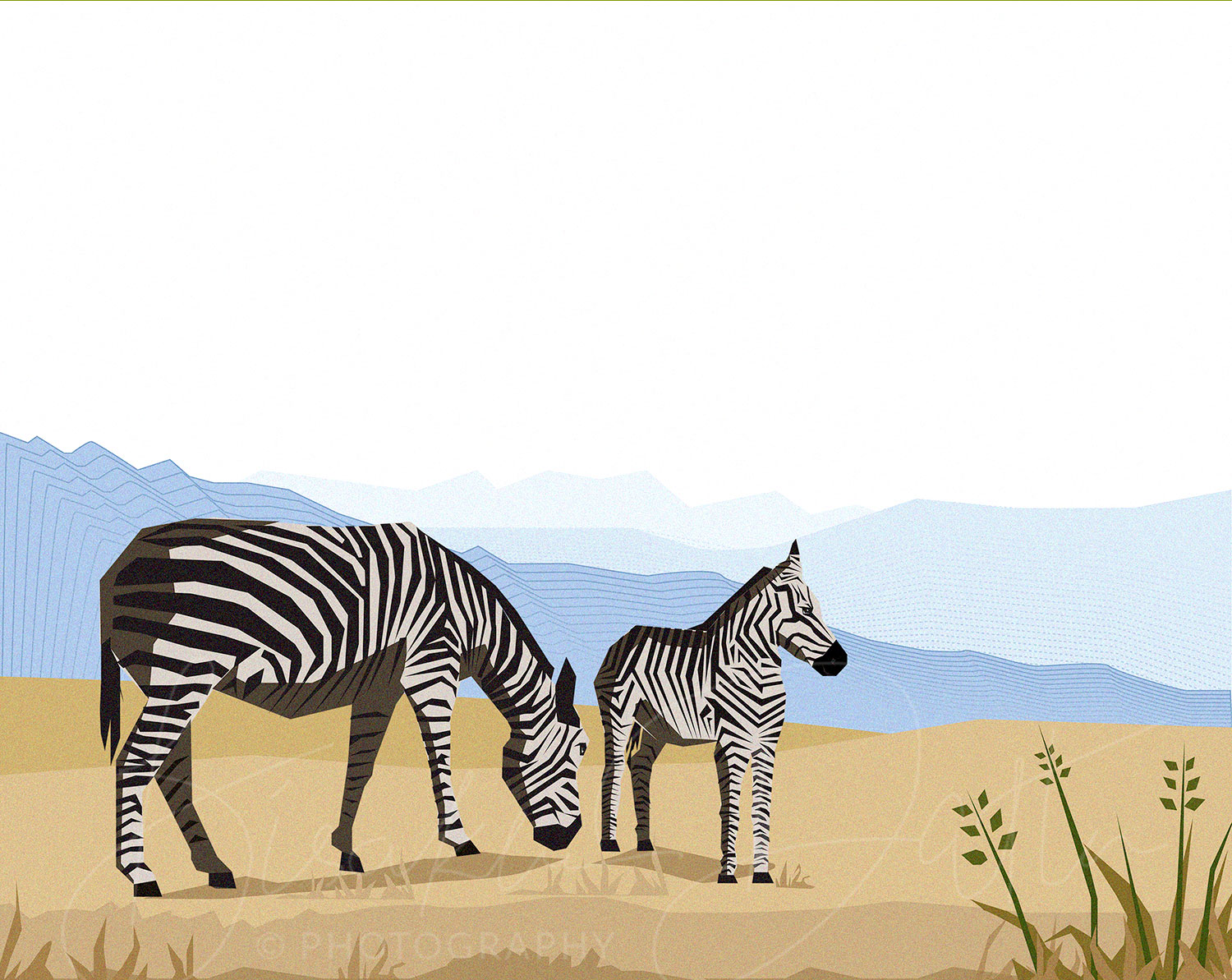 zebra illustration