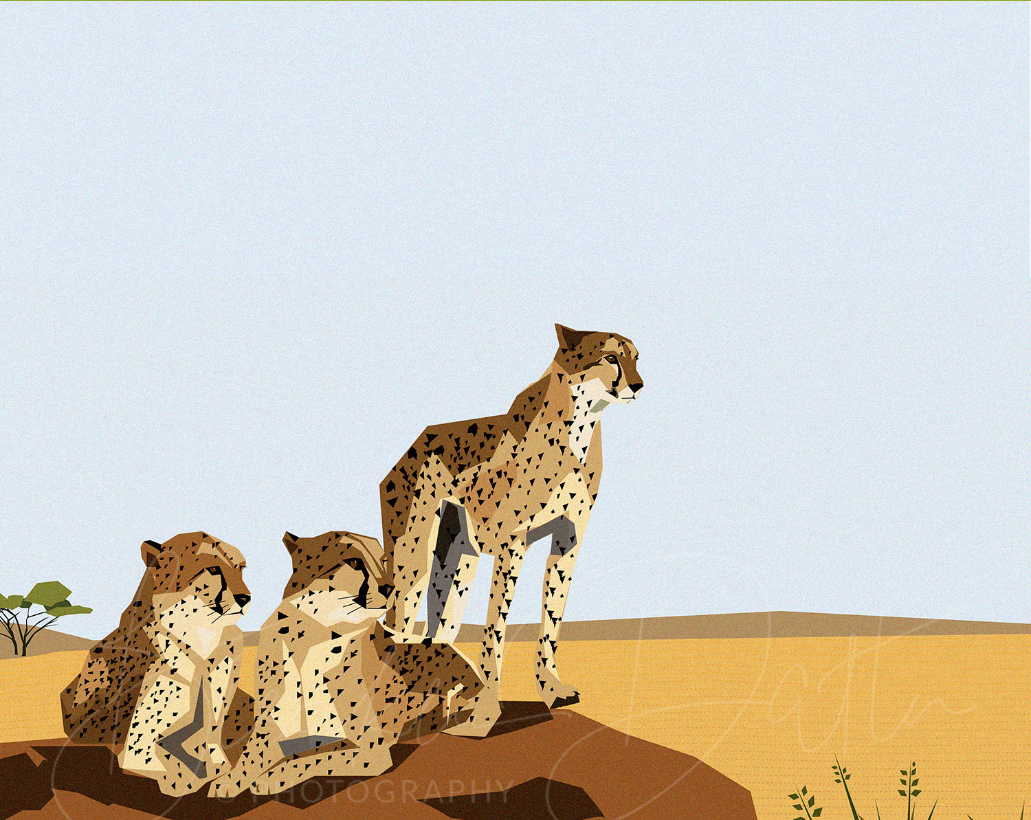 cheetah illustration