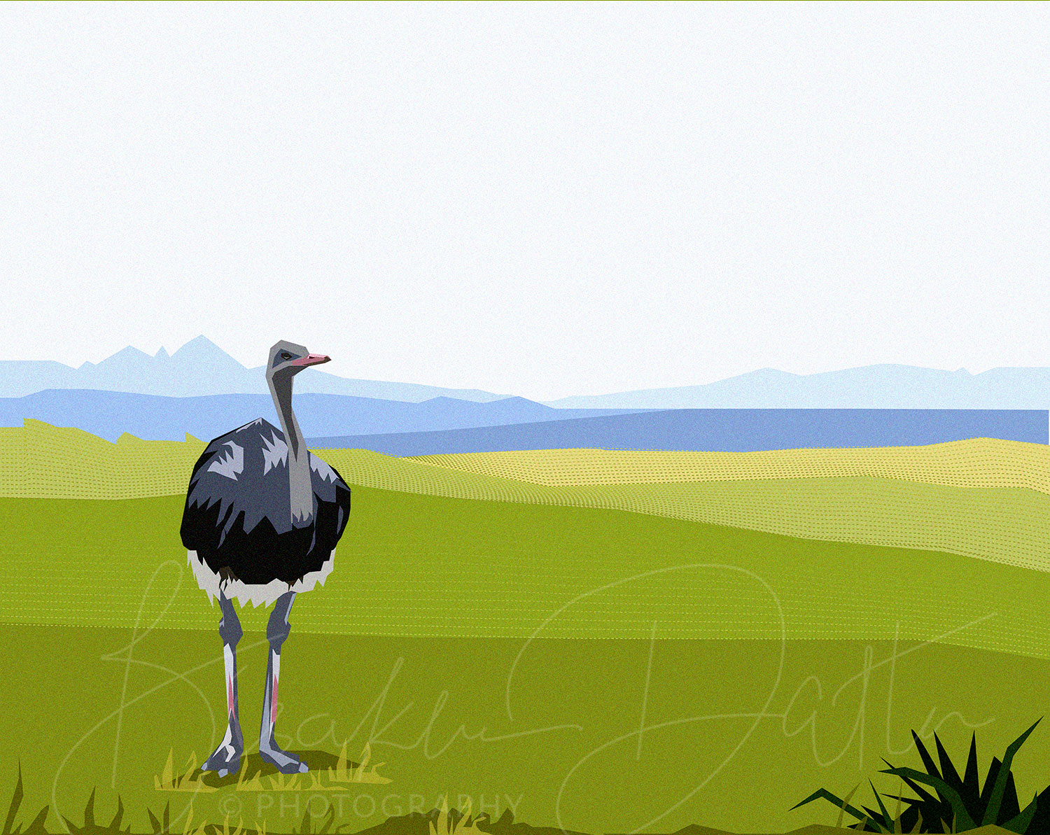 Ostrich illustration