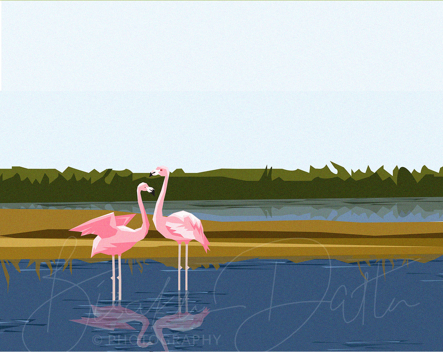 Flamingo illustration