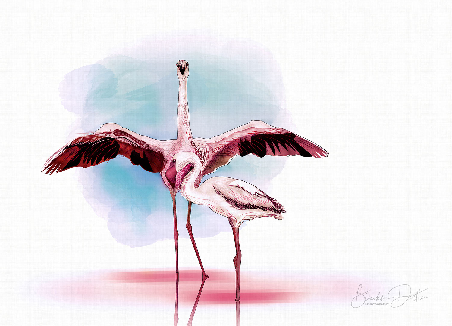 flamingo illustration