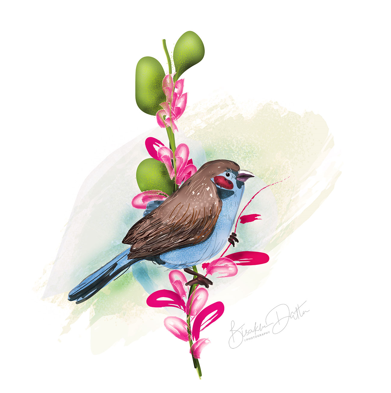 Red cheeked cordon bleu illustration