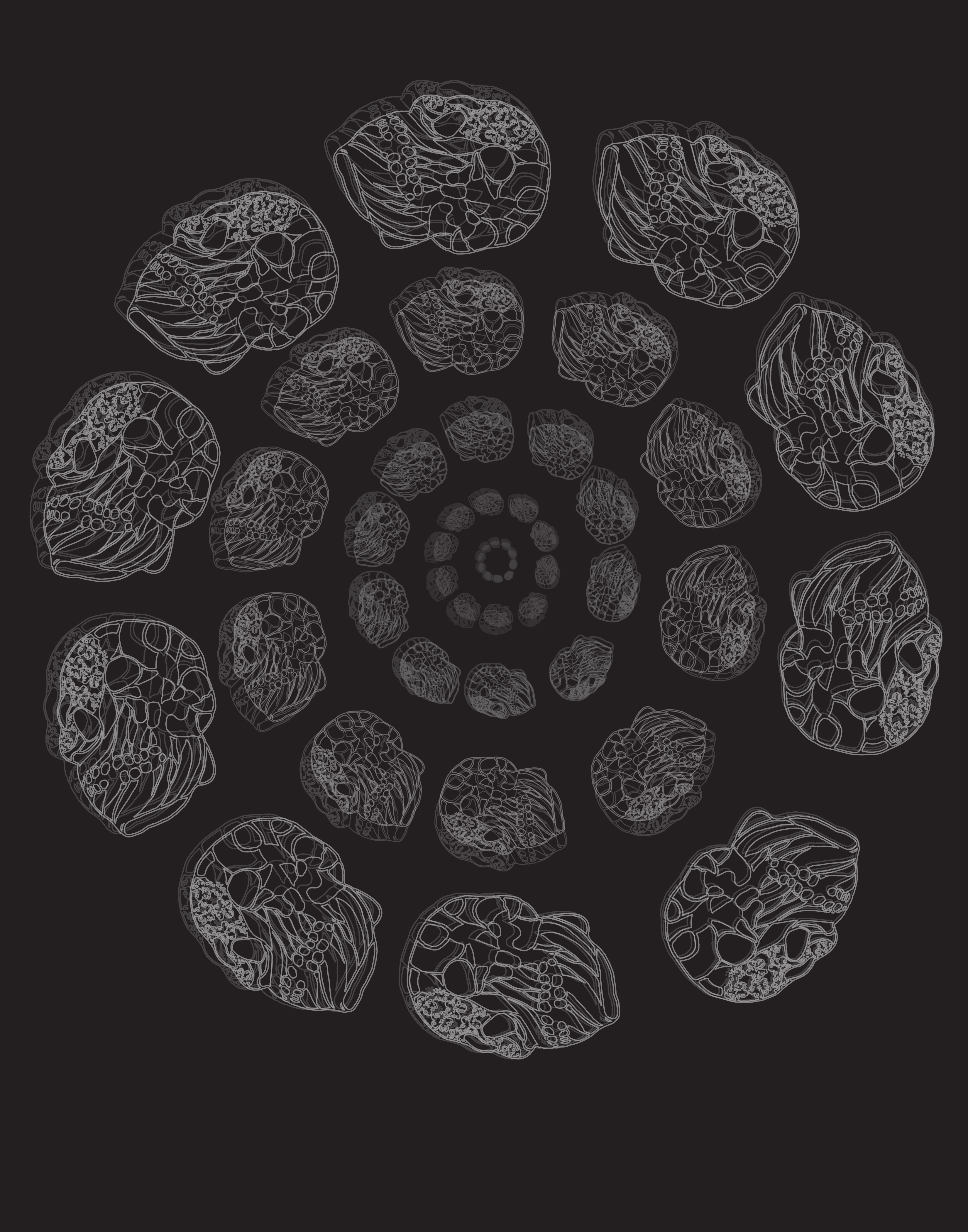 Skulls