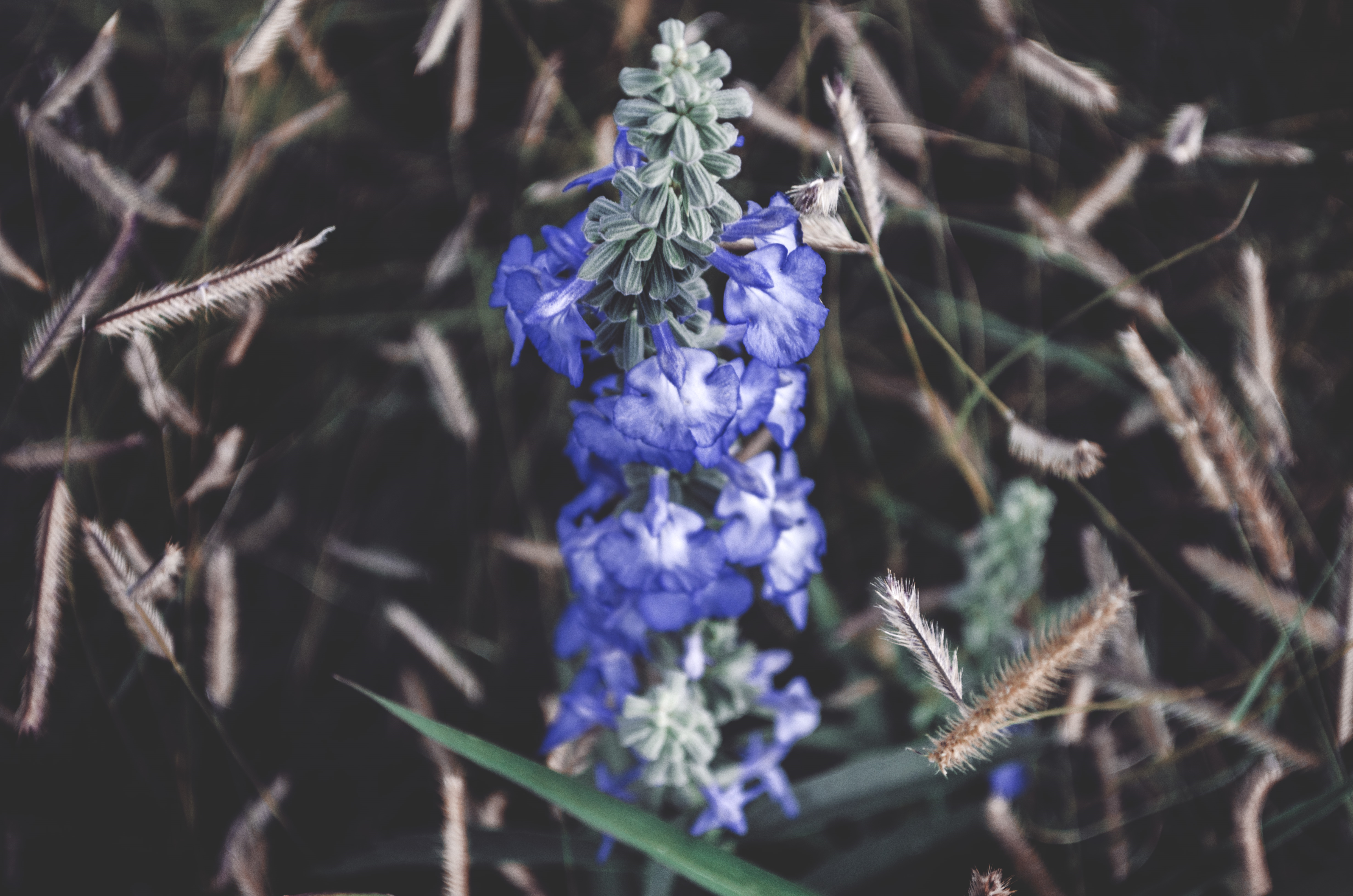 Colorado Flowers