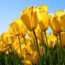 Shoaib Ahmed - Blog Writer