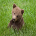 Tekle Guniava - Illustrator